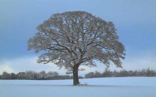 Hill top tree