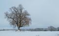 Trees on the hill